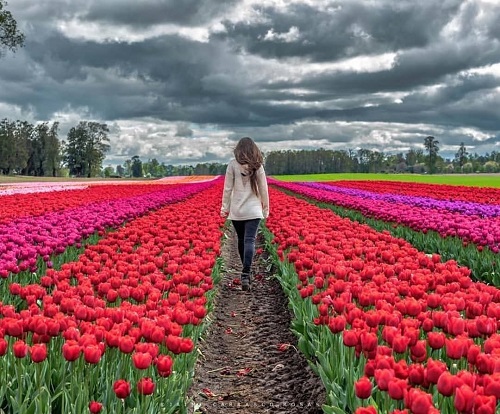tulipanes-osorno.jpg