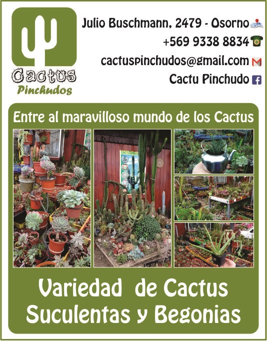 cactus osorno